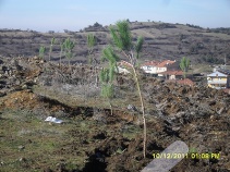 GÜL TEPE ÇAM FİDANI DİKİMİ DEV FOTO